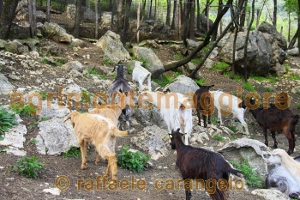 Agriturismo: immagine