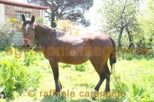 Agriturismo: immagine